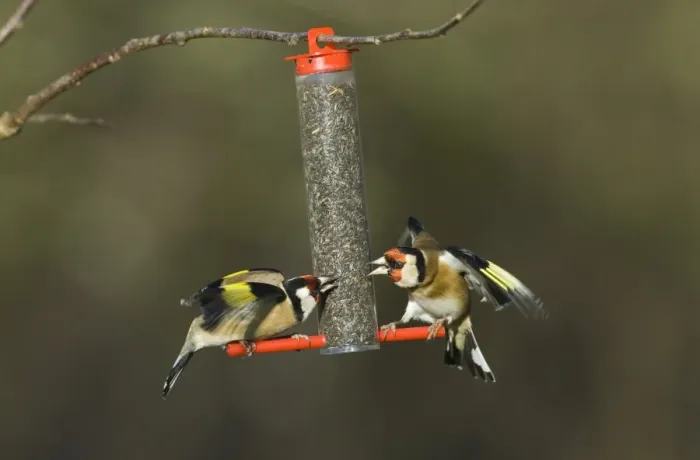 Framed Print : Goldfinches squabbling on niger seed feeder in garden Norfolk winter