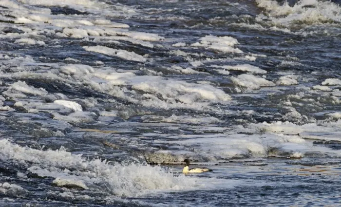 Framed Print : Goosander feeding at base of weir Dumfries Scotland winter Framed Print : Goosander feeding at base of weir Dumfries Scotland winter