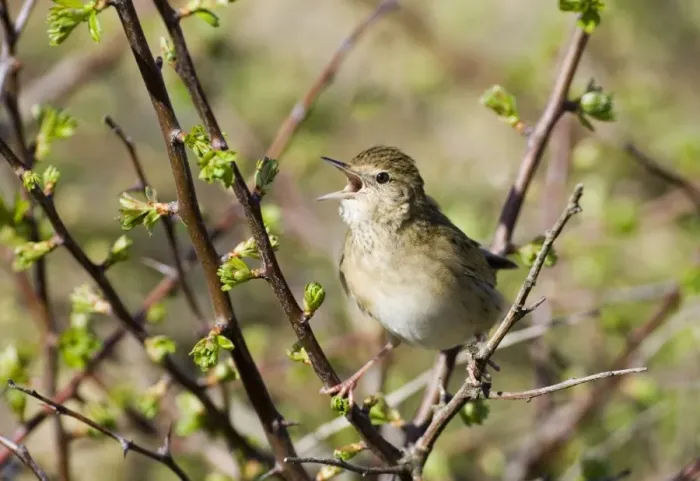 Framed Print : Grasshopper Warbler Locustella naevia Northumberland May