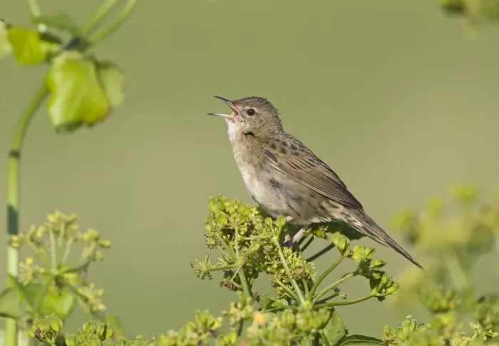 Framed Print : Grasshopper Warbler Locustella naevia reeling Cley Norfolk June Framed Print : Grasshopper Warbler Locustella naevia reeling Cley Norfolk June