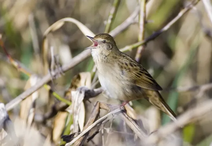 Framed Print : Grasshopper Warbler Locustella naevia reeling Northumberland May
