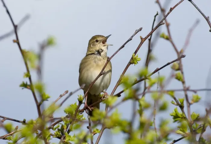 Framed Print : Grasshopper Warbler Locustella naevia reeling Northumberland May