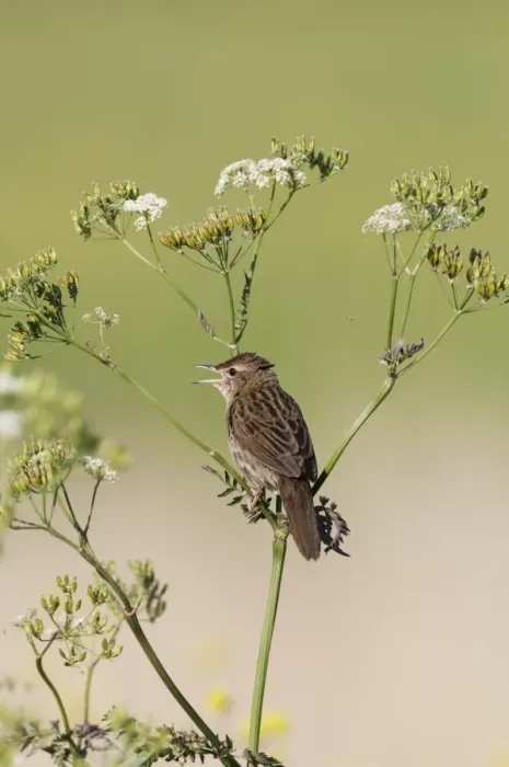 Framed Print : Grasshopper Warbler Locustella naevia in song Norfolk May Framed Print : Grasshopper Warbler Locustella naevia in song Norfolk May