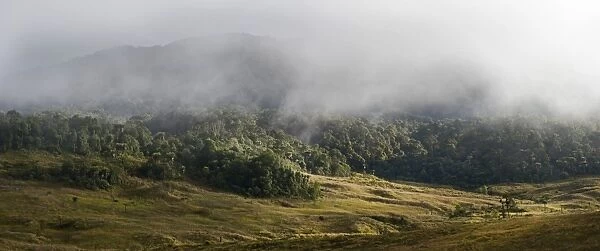 Grassland and forest at 9, 000 feet at Tari Gap Highlands Papua New Guinea