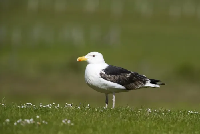 Framed Print : Great black-backed Gull Larus marinus 3rd yr Shetland June