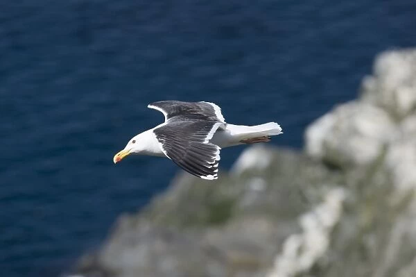 Great Black-backed Gull Larus marinus adult Sumburgh Head Shetland June