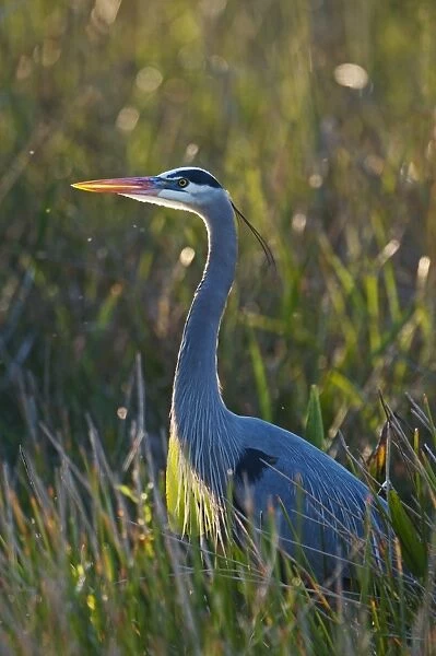 Great Blue Heron Ardea herodias Florida Everglades