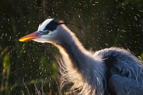 Great Blue Heron Ardea herodias Florida Everglades