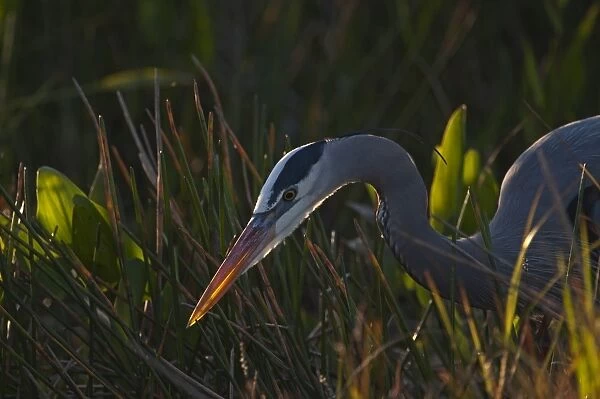 Great Blue Heron Ardea herodias Florida Everglades USA