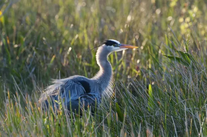 Framed Print : Great Blue Heron Ardea herodias Florida Everglades Framed Print : Great Blue Heron Ardea herodias Florida Everglades