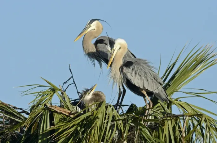 Framed Print : Great Blue Heron (Ardea herodias) at nest with chick Florida Everglades USA Framed Print : Great Blue Heron (Ardea herodias) at nest with chick Florida Everglades USA