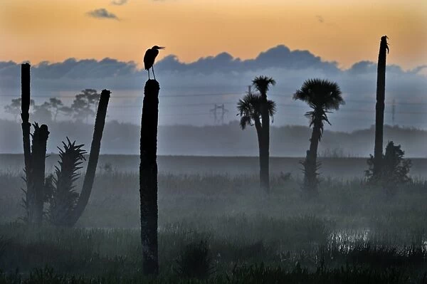 Great Blue Heron Ardea herodias silhouetted at dawn at Viera Wetlands Florida USA
