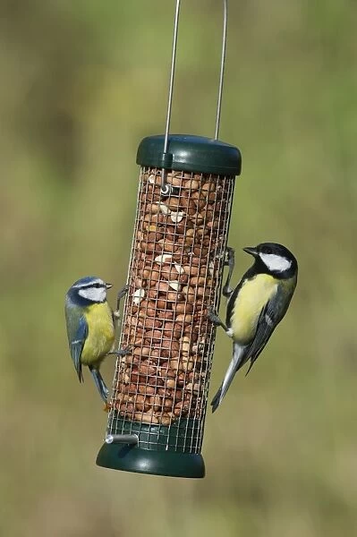 Great and Blue Tits on nut feeder in garden Norfolk winter