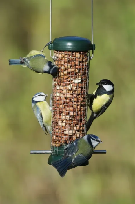 Framed Print : Great and Blue Tits on nut feeder in garden Norfolk winter Framed Print : Great and Blue Tits on nut feeder in garden Norfolk winter