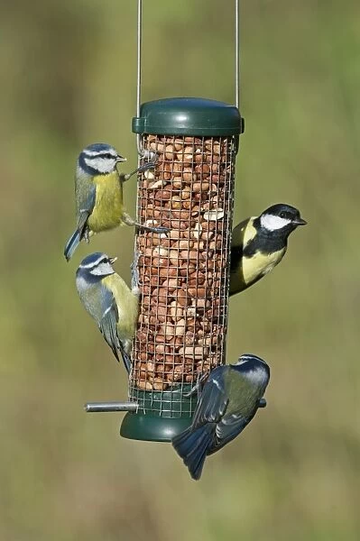 Great and Blue Tits on nut feeder in garden Norfolk winter