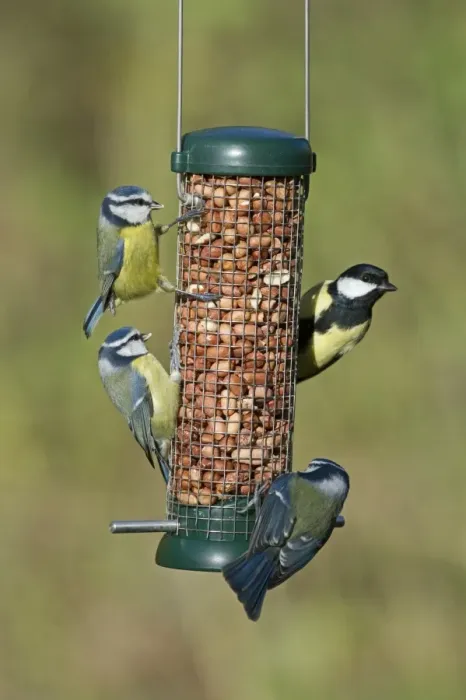 Framed Print : Great and Blue Tits on nut feeder in garden Norfolk winter Framed Print : Great and Blue Tits on nut feeder in garden Norfolk winter