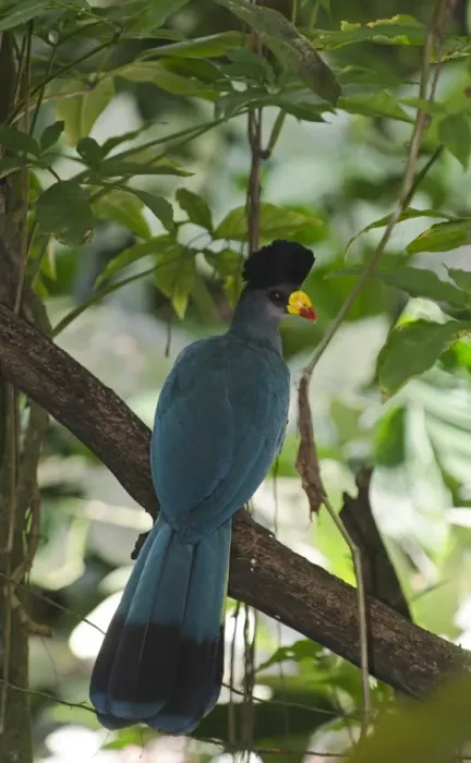 Framed Print : Great Blue Turaco (Corythaeola cristata) found in Uganda Framed Print : Great Blue Turaco (Corythaeola cristata) found in Uganda