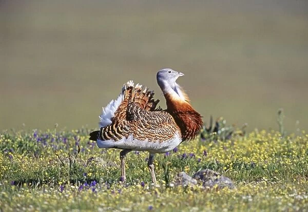 Great Bustard, Otis tarda, male in partial display on Spanish Steppes, Extremadura
