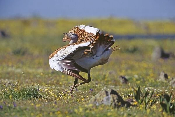 Great Bustard Otis tarda male in partial display on Spanish Steppes Extremadura Spain