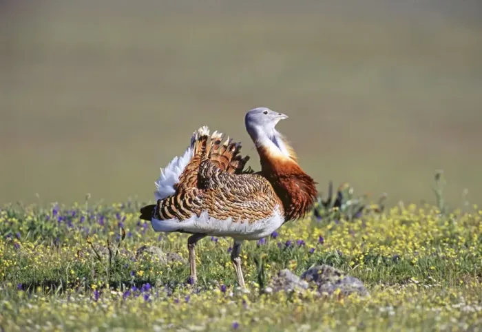 Framed Print : Great Bustard, Otis tarda, male in partial display on Spanish Steppes, Extremadura Framed Print : Great Bustard, Otis tarda, male in partial display on Spanish Steppes, Extremadura