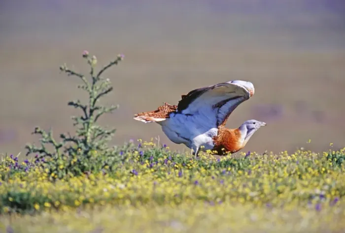Framed Print : Great Bustard Otis tarda male on Spanish Steppes Extremadura Spain April