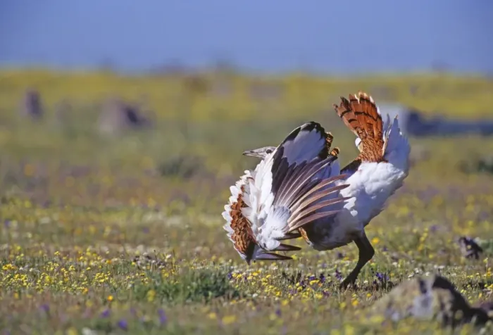 Framed Print : Great Bustard Otis tarda young male attempting to turn itself inside out to display Framed Print : Great Bustard Otis tarda young male attempting to turn itself inside out to display