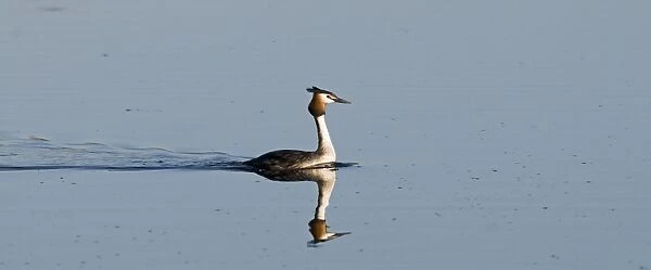Great crested Grebes Podiceps cristatus Norfolk spring
