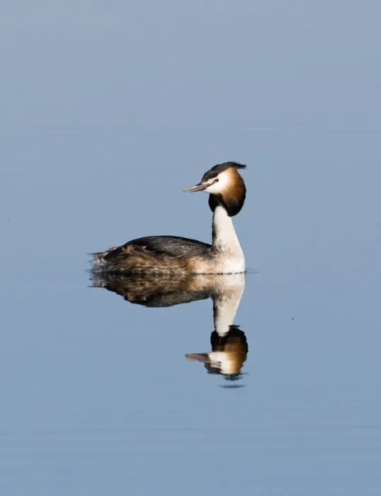Framed Print : Great crested Grebes Podiceps cristatus Norfolk spring Framed Print : Great crested Grebes Podiceps cristatus Norfolk spring