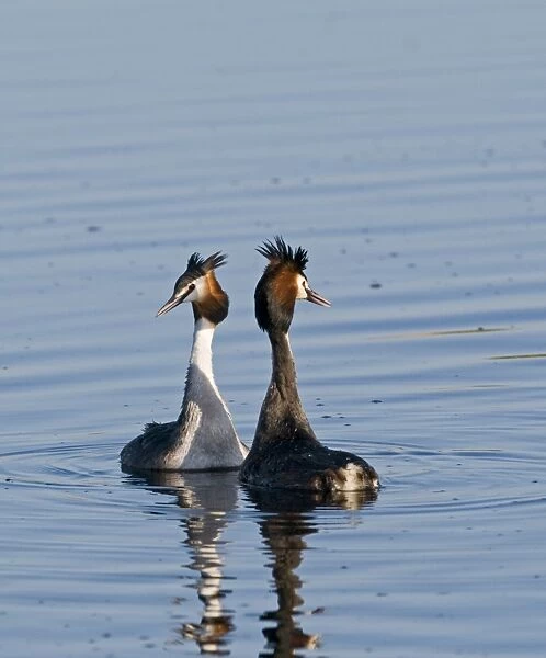 Great crested Grebes Podiceps cristatus pair displaying Norfolk spring