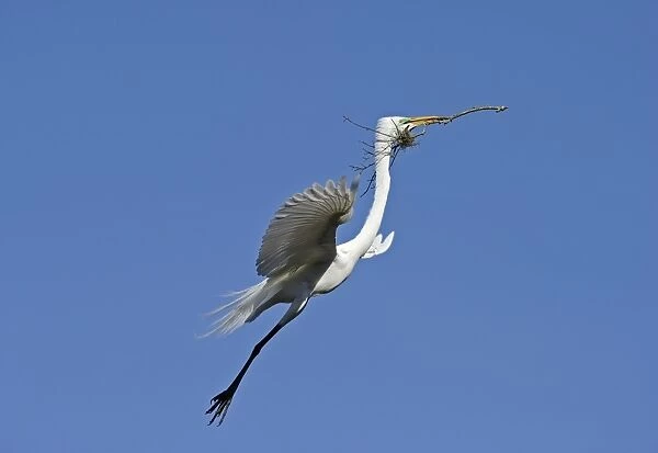Great Egret Ardea alba carrying nest material St Augustine Florida USA