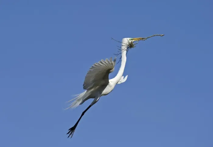 Framed Print : Great Egret Ardea alba carrying nest material St Augustine Florida USA Framed Print : Great Egret Ardea alba carrying nest material St Augustine Florida USA