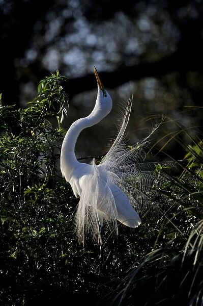Great Egret Ardea alba displaying at nest St Augustine Florida USA