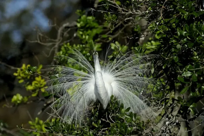 Framed Print : Great Egret Ardea alba displaying at nest St Augustine Florida USA Framed Print : Great Egret Ardea alba displaying at nest St Augustine Florida USA