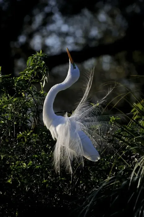 Framed Print : Great Egret Ardea alba displaying at nest St Augustine Florida USA Framed Print : Great Egret Ardea alba displaying at nest St Augustine Florida USA