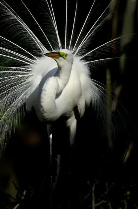 Framed Print : Great Egret Ardea alba displaying at nest St Augustine Florida USA Framed Print : Great Egret Ardea alba displaying at nest St Augustine Florida USA