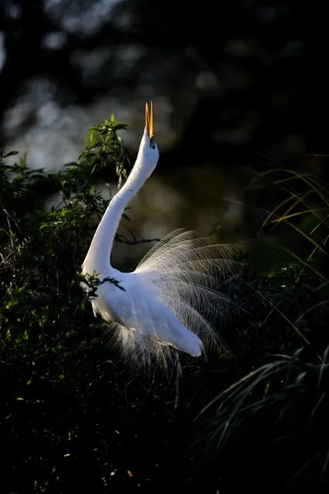Framed Print : Great Egret Ardea alba displaying at nest St Augustine Florida USA Framed Print : Great Egret Ardea alba displaying at nest St Augustine Florida USA