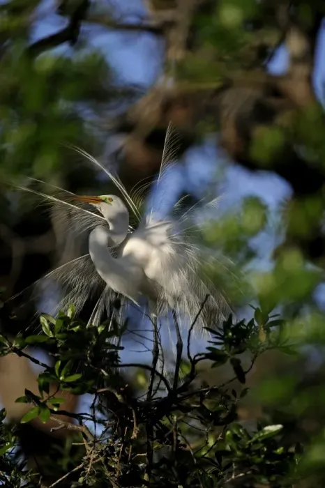 Framed Print : Great Egret Ardea alba displaying at nest St Augustine Florida USA Framed Print : Great Egret Ardea alba displaying at nest St Augustine Florida USA