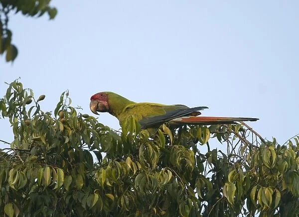 Great Green Macaw Ara ambiguus La Selva Costa Rica March