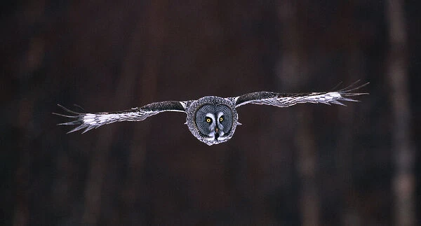 Great Grey Owl floating over meadow Finland winter