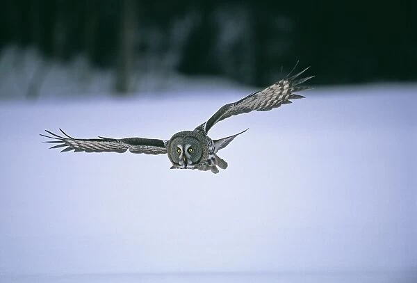 Great Grey Owl Strix nebulosa hunting in winter Finland
