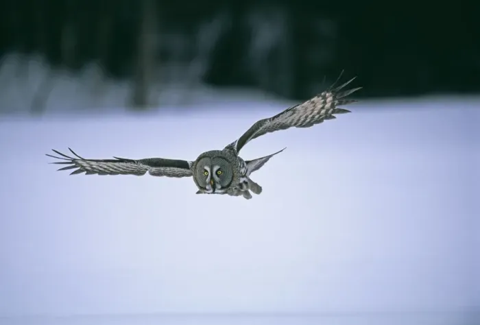 Framed Print : Great Grey Owl Strix nebulosa hunting in winter Finland Framed Print : Great Grey Owl Strix nebulosa hunting in winter Finland