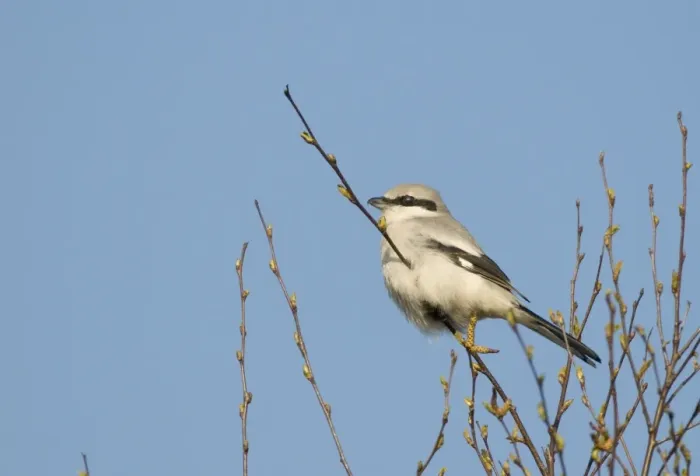 Framed Print : Great Grey Shrike Lanius excubitor Kelling Heath Norfolk April 2008 Framed Print : Great Grey Shrike Lanius excubitor Kelling Heath Norfolk April 2008