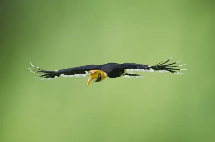 Framed Print : Great Hornbill (Buceros bicornis) also known as Great Indian Hornbill and Great Pied Framed Print : Great Hornbill (Buceros bicornis) also known as Great Indian Hornbill and Great Pied