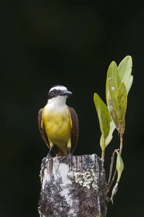 Framed Print : Great Kiskadee Pitangus sulphuratus La Selva Costa Rica