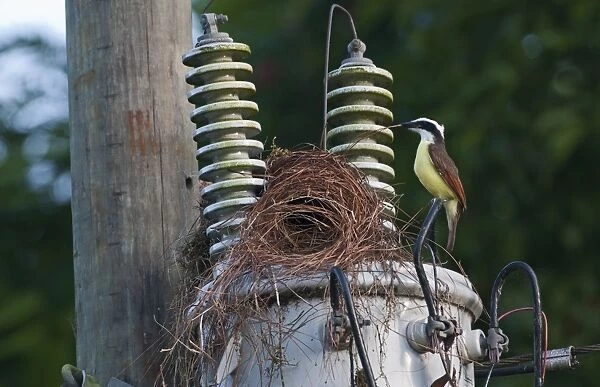 Great Kiskadee Pitangus sulphuratus nesting on electricity pole La Selva Costa Rica