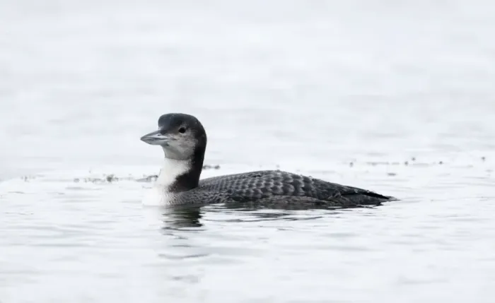 Framed Print : Great Northern Diver (Common Loon) Gavia immer in winter plumage at Whitlingham Country Framed Print : Great Northern Diver (Common Loon) Gavia immer in winter plumage at Whitlingham Country
