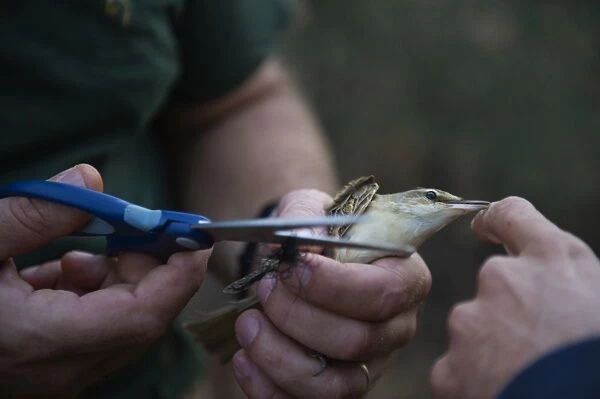 A Great Reed Warbler is cut free from an illegally erected mist net in olive grove Cyprus autumn