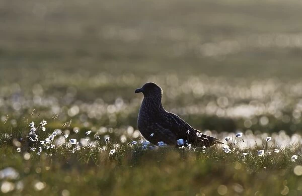 Great Skua Stercorarius skua among cotton grass in late evening Unst Shetland June