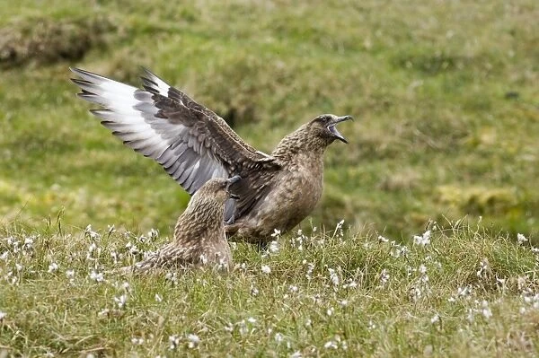 Great Skua Stercorarius skua on nest among bog cotton with mate displaying on Hermaness