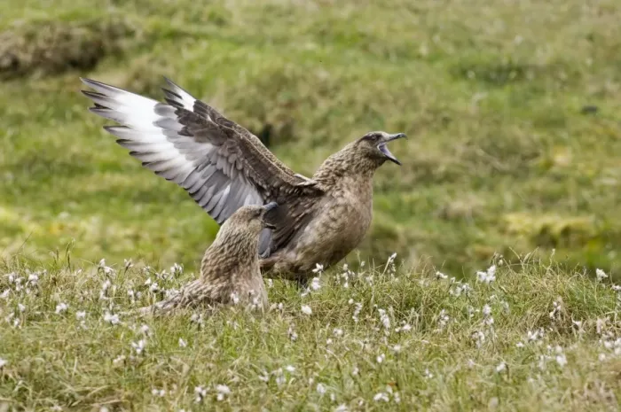 Framed Print : Great Skua Stercorarius skua on nest among bog cotton with mate displaying on Hermaness Framed Print : Great Skua Stercorarius skua on nest among bog cotton with mate displaying on Hermaness